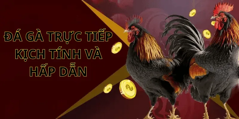 Lý do đá gà trực tiếp được thu hút bởi nhiều người chơi