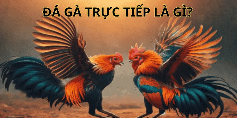 Tìm hiểu về đá gà trực tiếp 