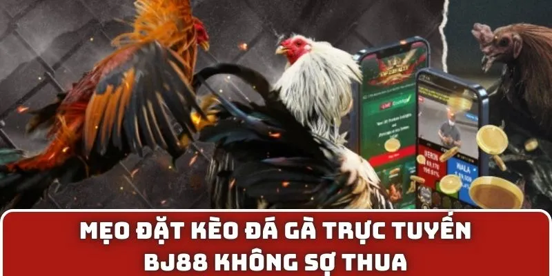 Mẹo đặt kèo đá gà trực tuyến BJ88 không sợ thua